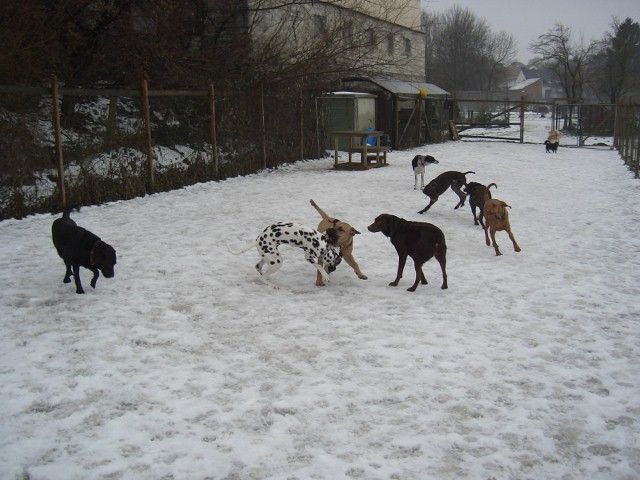 Toben mit Artgenossen 2.jpg